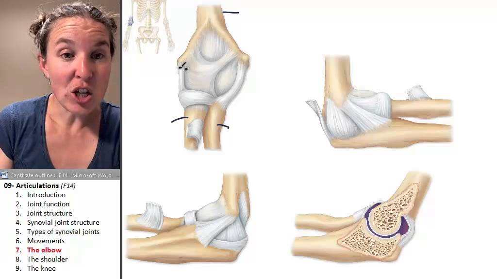 Articulations 7- Elbow