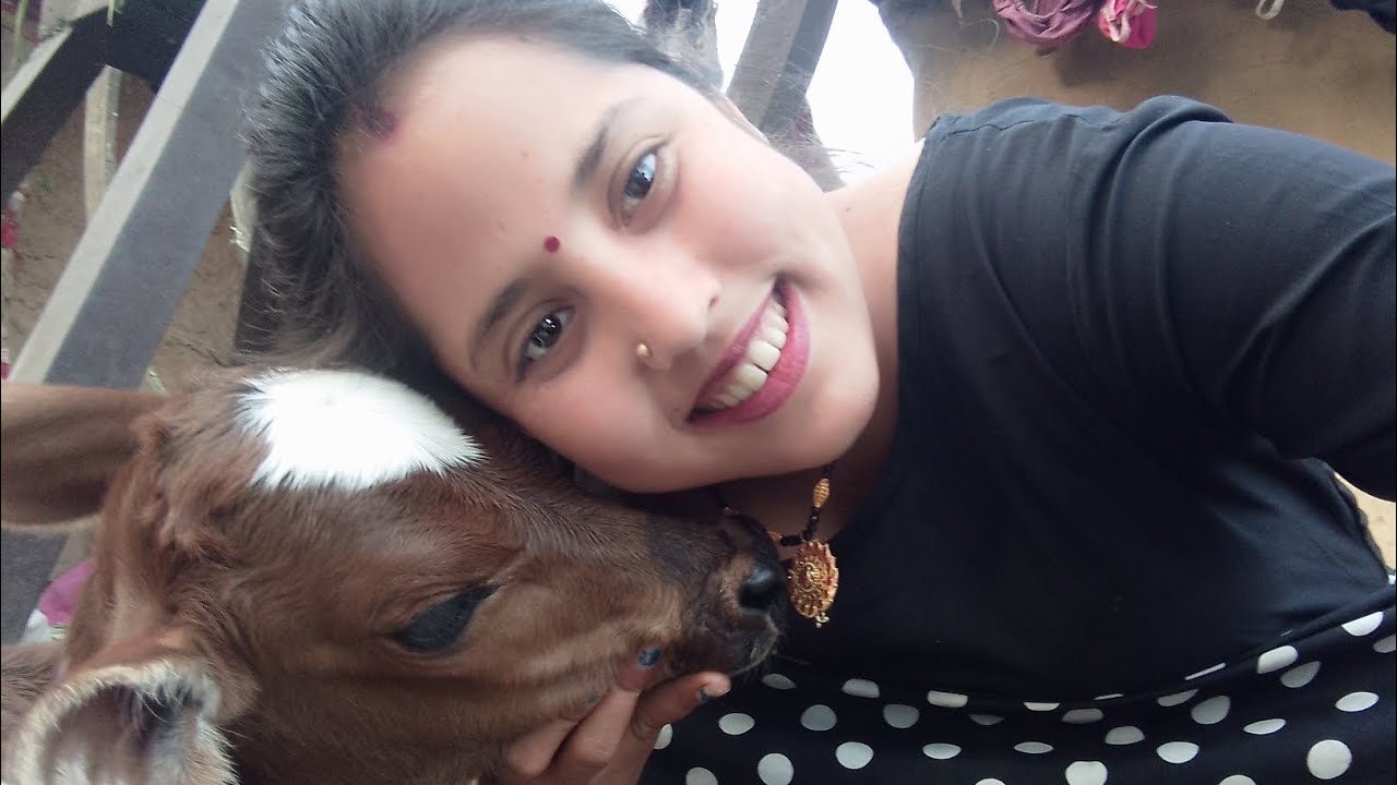 Hii everyone kaise ho ❤️❤️🥰🥰💯 💯 🔥🔥 आज हमारी गाय बियाई है मिलिए एक और नन्हे मेहमान से 