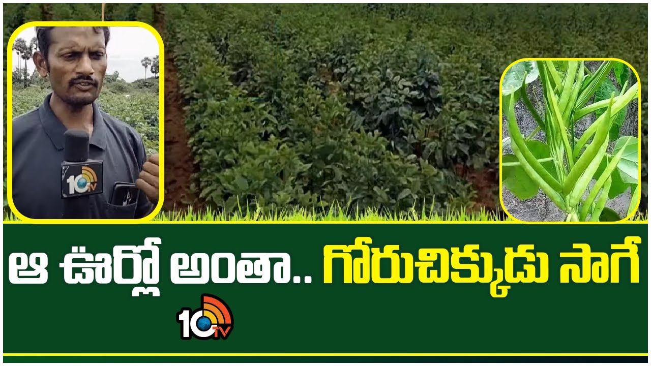ఆ ఊర్లో అంతా.. గోరుచిక్కుడు సాగే |Cluster Beans Cultivation | Goruchikkudu Sagu |Matti Manishi |10TV