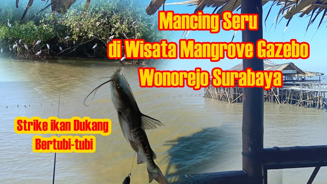 Mancing Seru di Wisata Mangrove Gazebo Wonorejo Surabaya