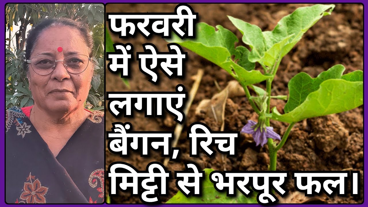 ग्रो बैग में बैंगन लगाने का सही समय और सही तरीका | मिट्टी कैसे बनाएं