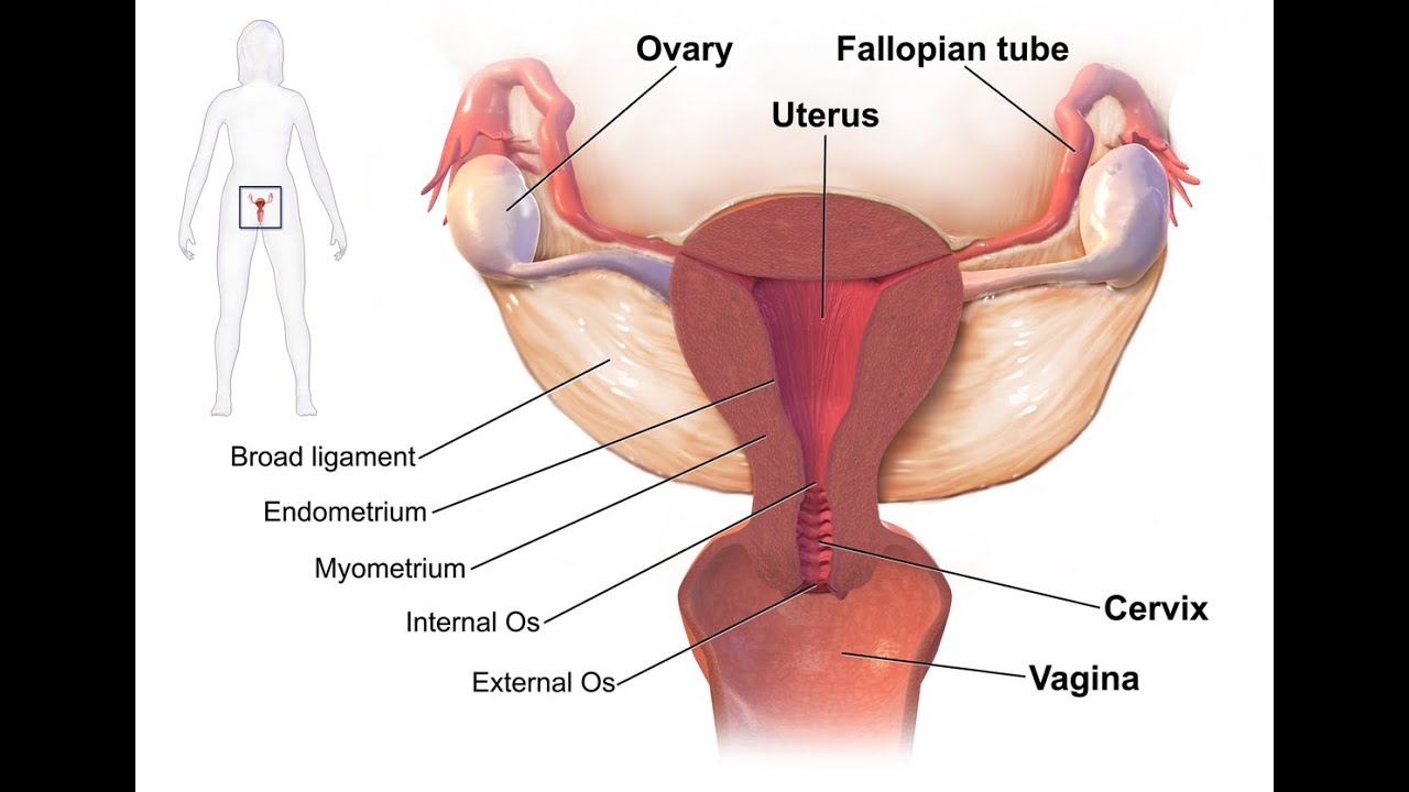Anatomy of the female genital tract for medical students 1