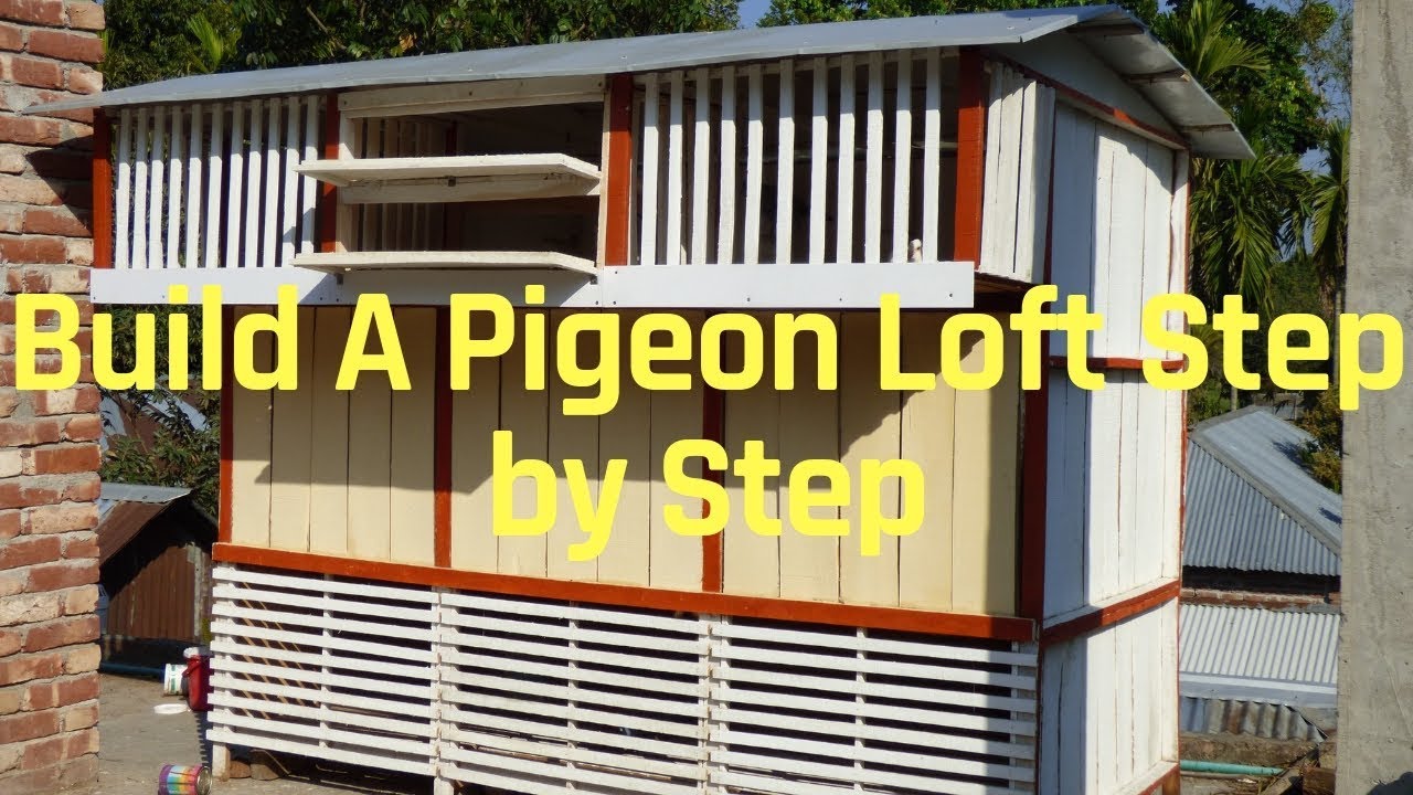 How to Build a Pigeon Loft | Racing Pigeon Loft Construction