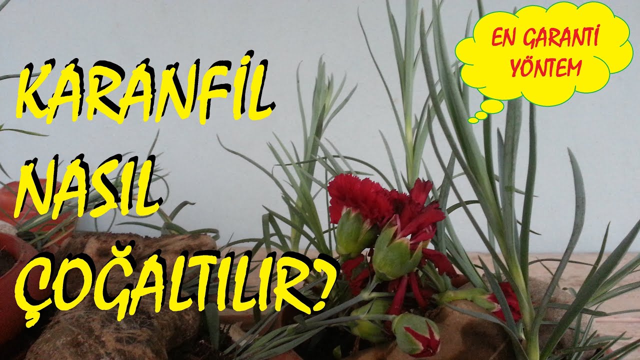 Karanfil Nasıl Çoğaltılır