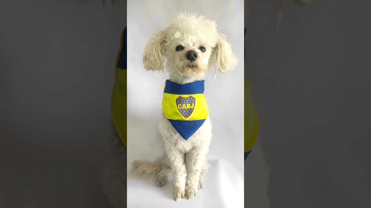 BANDANAS PARA MASCOTAS DE CLUBES DEPORTIVOS