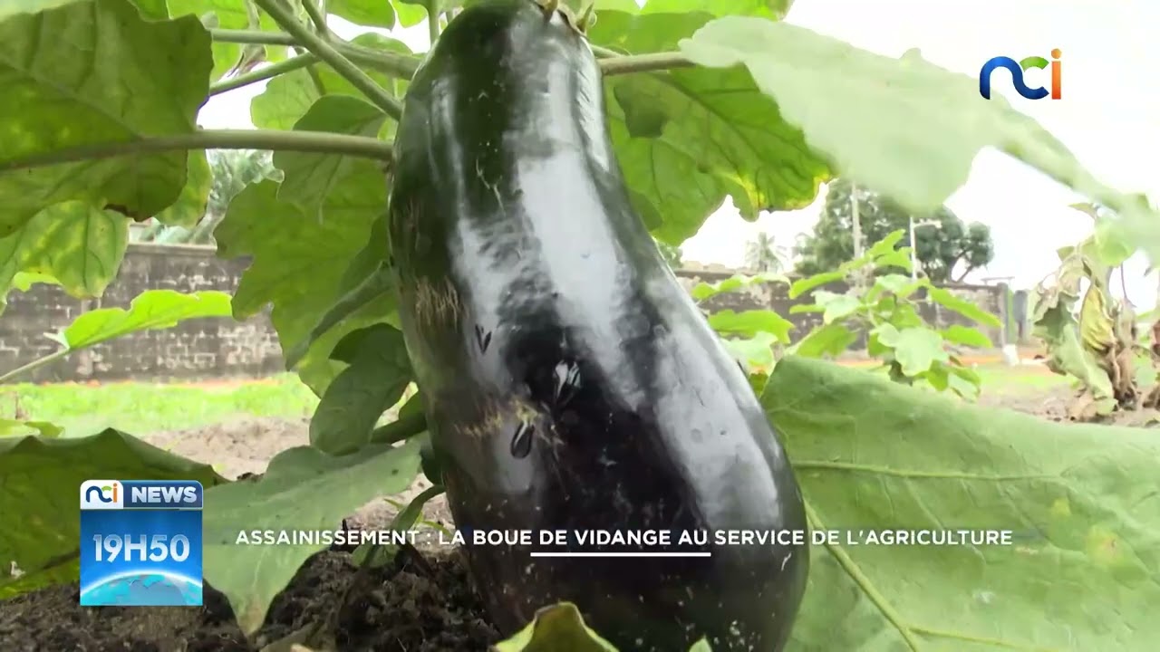 Reportage NCI   La boue de vidange traitée au service de l'agriculture