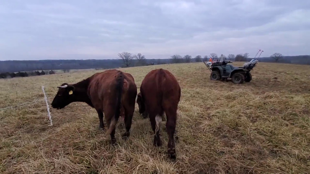 Snow and ice melted, grazing beautiful winter stockpile