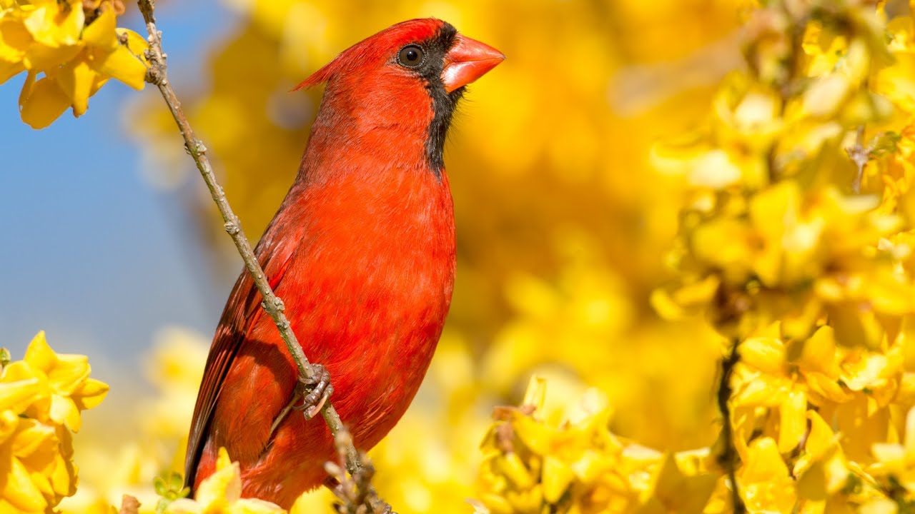 Photograph Birds with any Camera using a Blind & Bird Calls