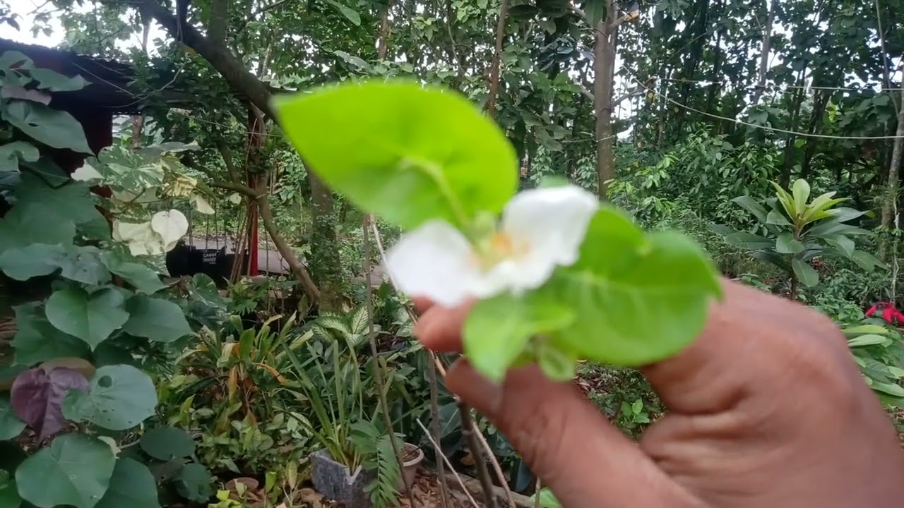 TRIK AGAR POHON APEL CEPAT BERBUNGA/APEL PUJI