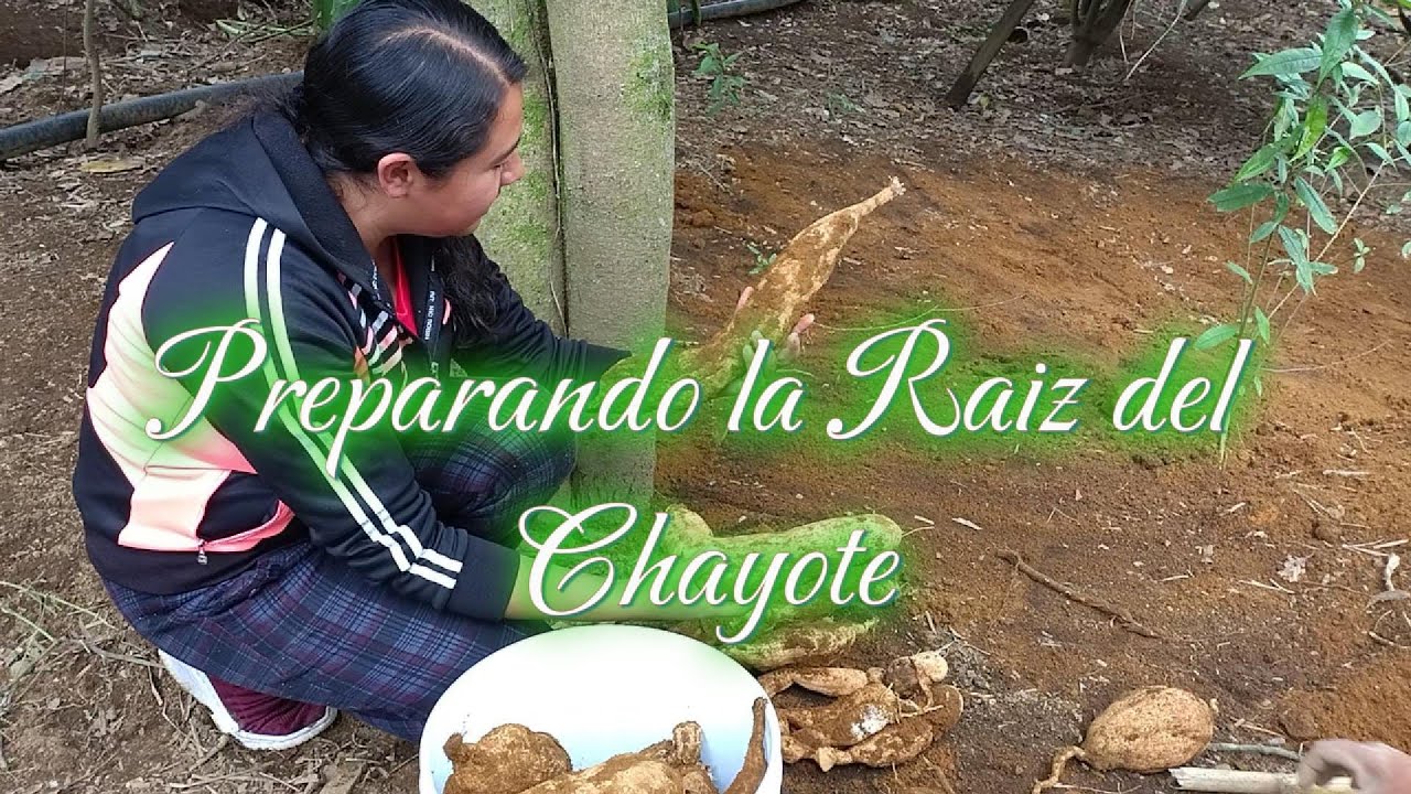 Así Preparo La Raíz Del Chayote (CHAYOTESTE)