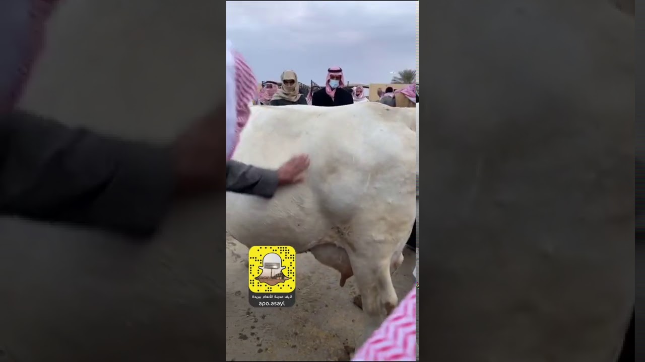 مزادات الجمعة بمدينة الأنعام ببريدة (أبقار، طيور) ..3-5-1442.