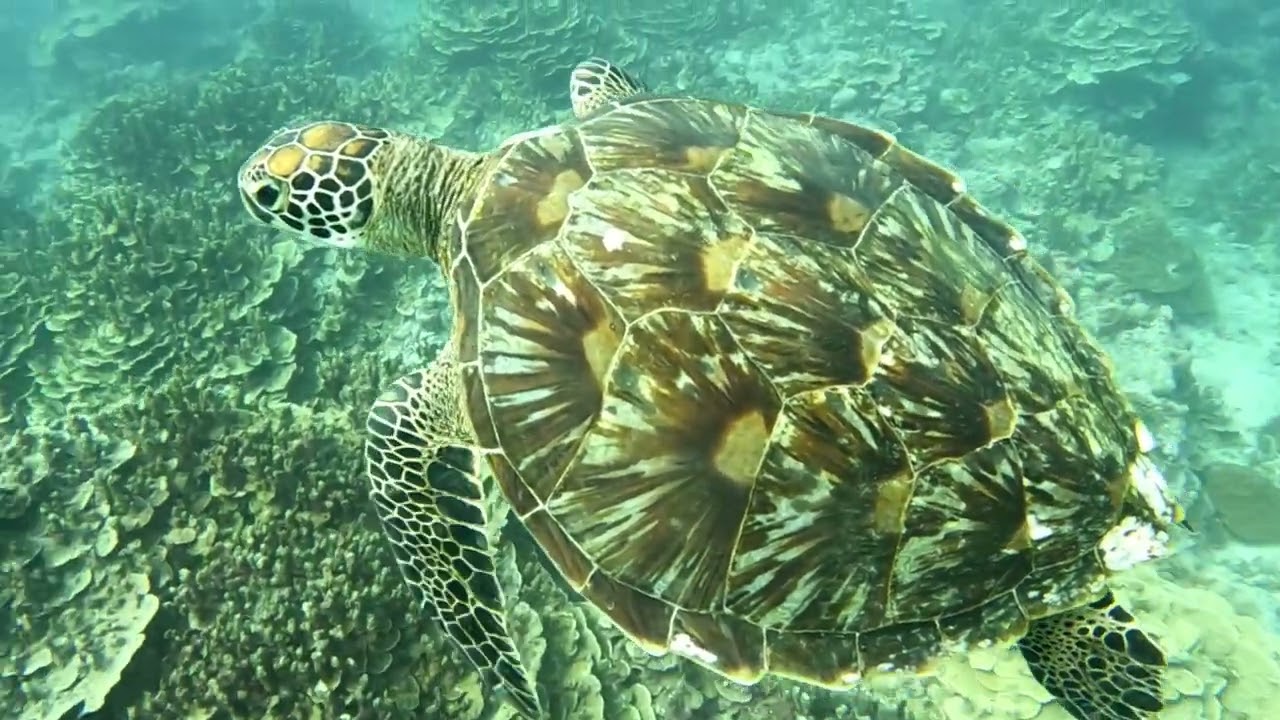 Saipan. Diving the Great Western Barrier Reef Part 1.