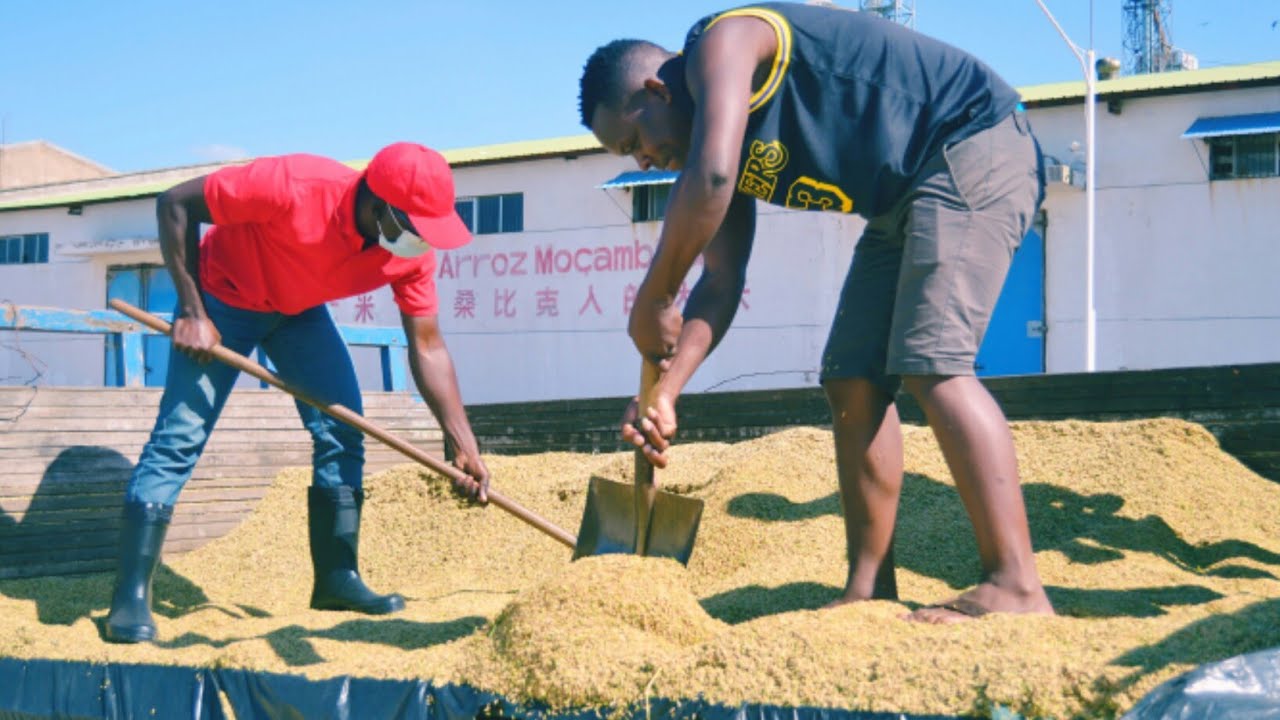 UniSave: Colheita de Arroz na Machamba da Universidade Save, na Baixa do Lipompo