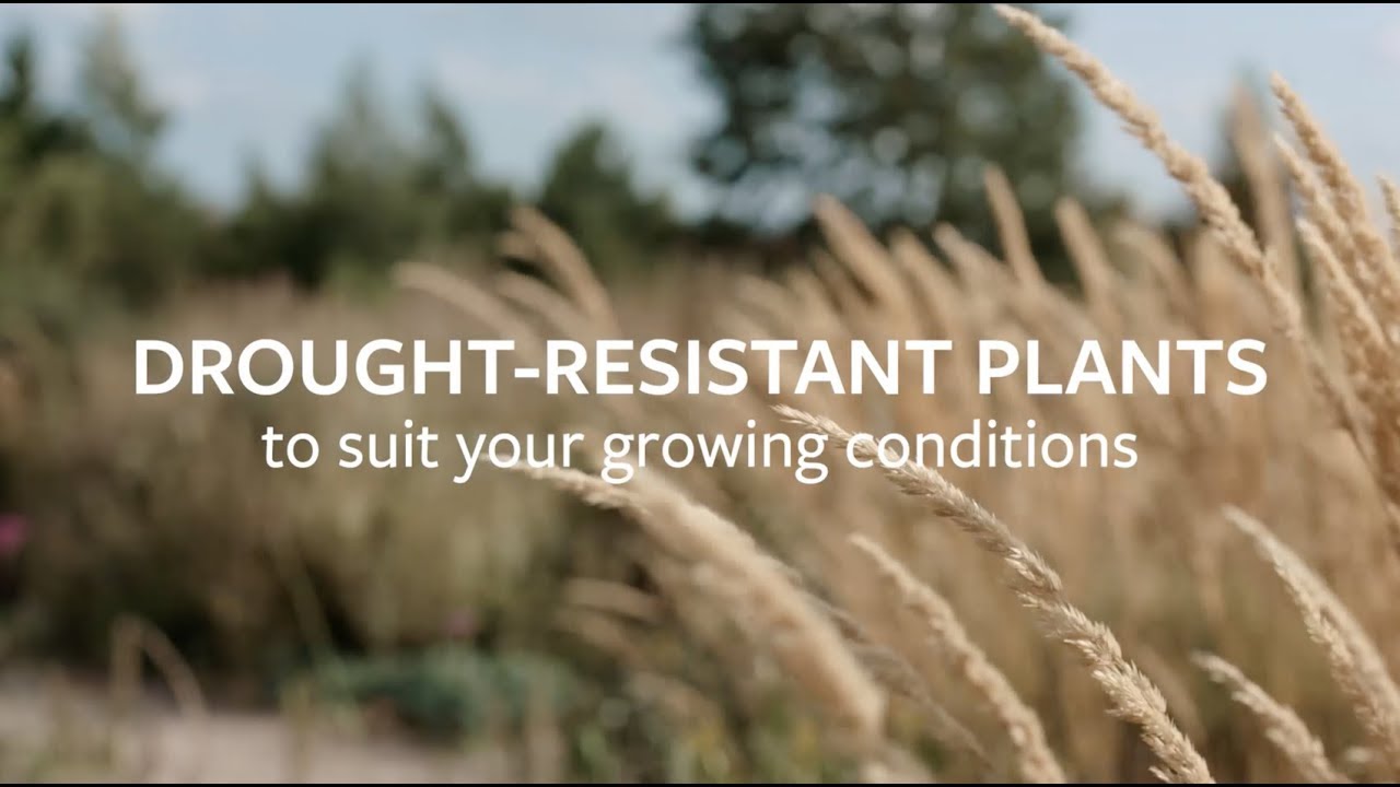 Drought-resistant plants | Grow at Home | RHS