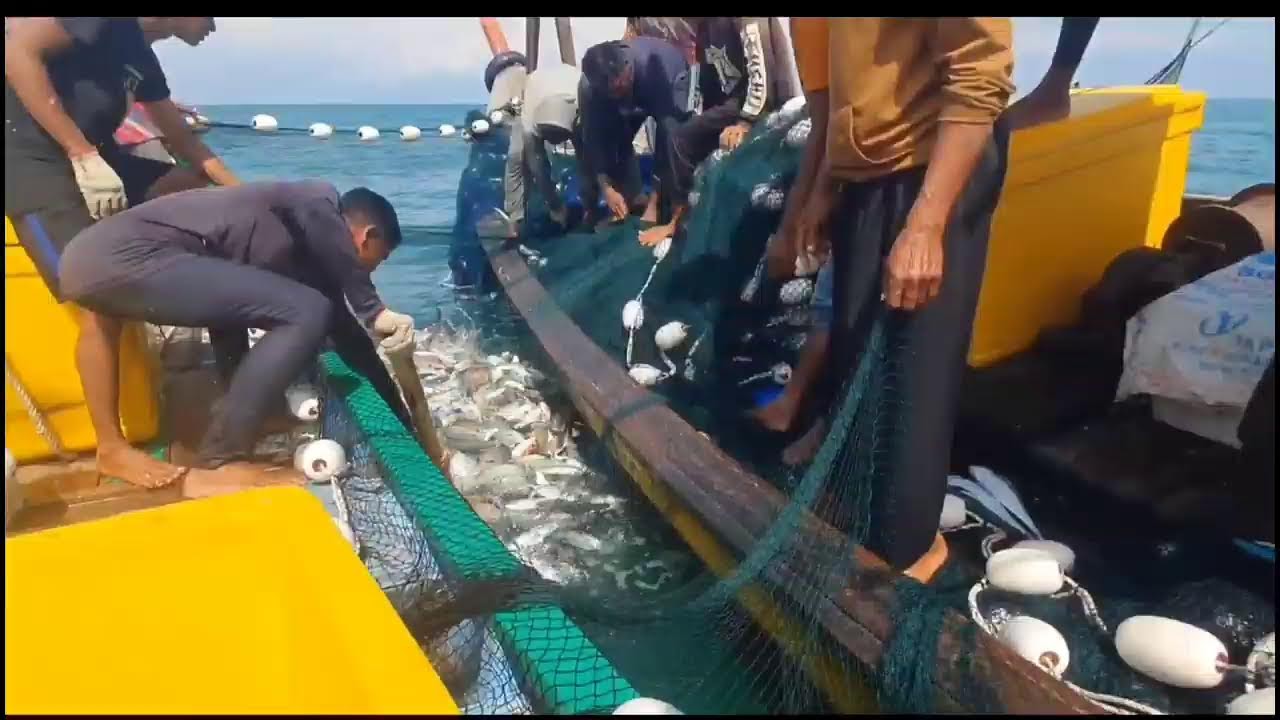Pukat cincin Nelayan Indonesia Dapat Banyak Ikan, luar biasa hasil tangkapan Nelayan Indonesia