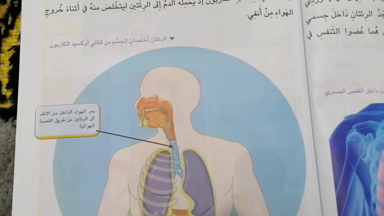 موضوع الرئتان  للصف الثاني الأبتدائي