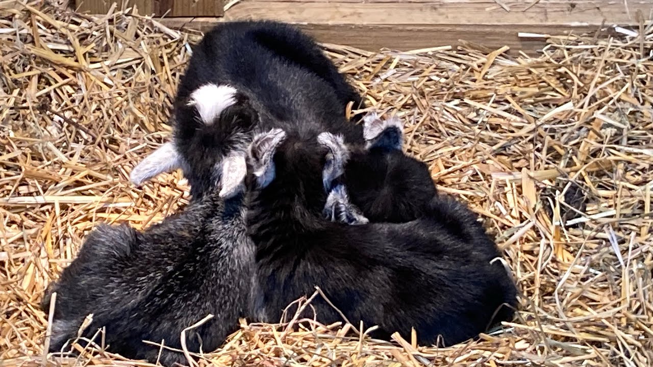 BABY GOATS 1st Big Day out PLAYING!  #baby goats #love