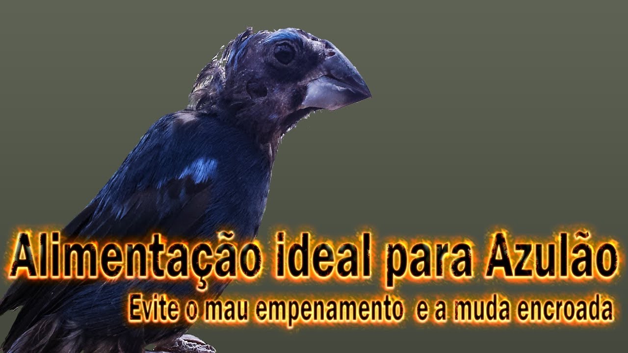 Alimentação para manter seu Azulão cantando a todo vapor !!