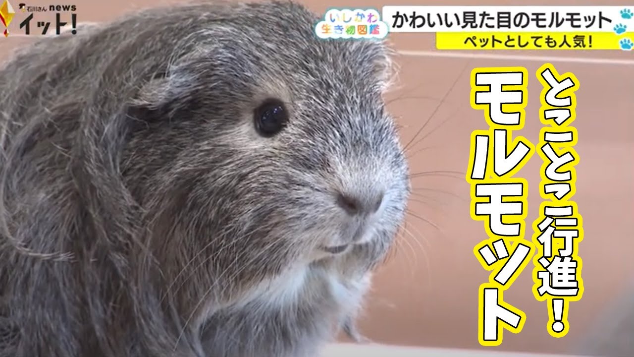 とことこ行進！『モルモット』 飼育員さんイチオシのかわいい姿（いしかわ生き物図鑑 #13）