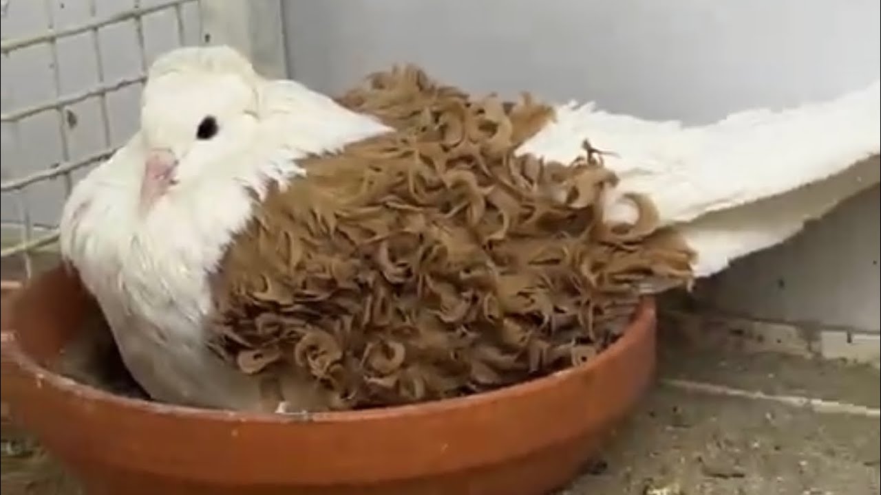 زيارة بوحمدان من الامارات متخصص في فصيلة الكيرلي (الجزء الأول)