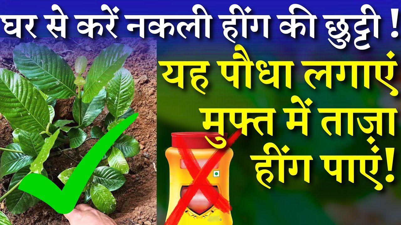 घर से करें नकली हींग की छुट्टी || यह पौधा लगाएं मुफ्त में ताज़ा हींग पाएं || Hing Plant at Home
