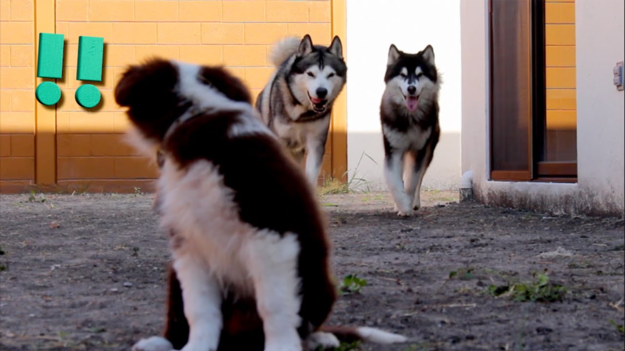 Cachorra CONOCE a 2 PERROS ADIESTRADOS