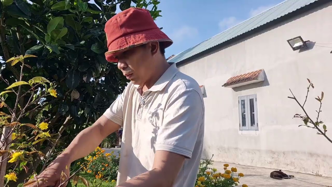 Cắt tỉa cành hoa sau ngày tết 2026