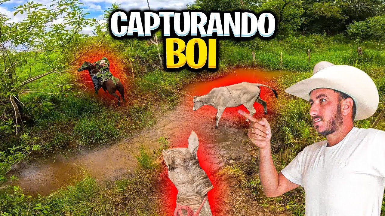 ATRAVESSAMDO BOI CAPITURADO DENTRO DO RIO DE SUCURI