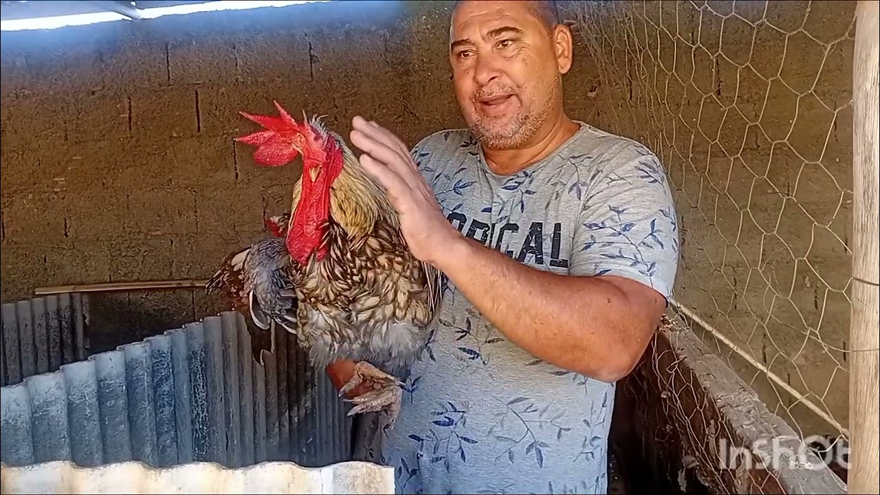 Mostrando as nossas matrizes e reprodutores de Gsb.(Galinha sertanejo balão. )