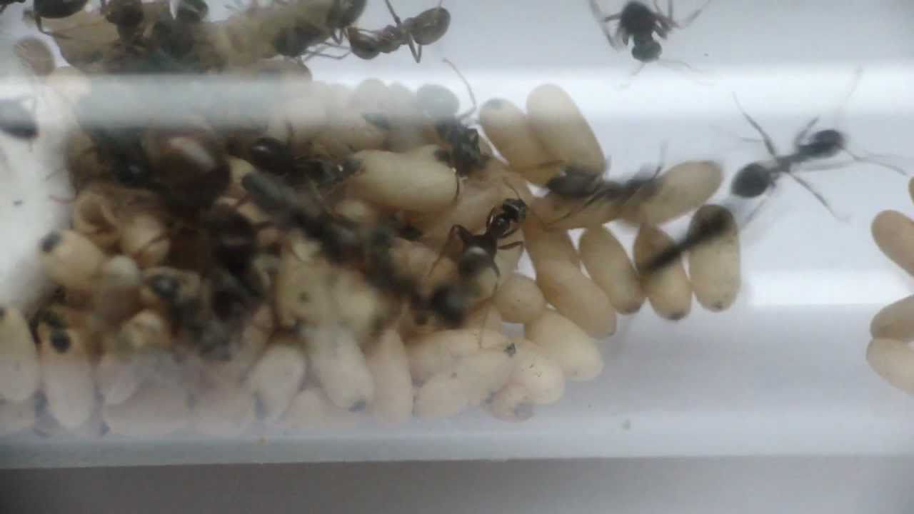 Lasius umbratus infection (HD)