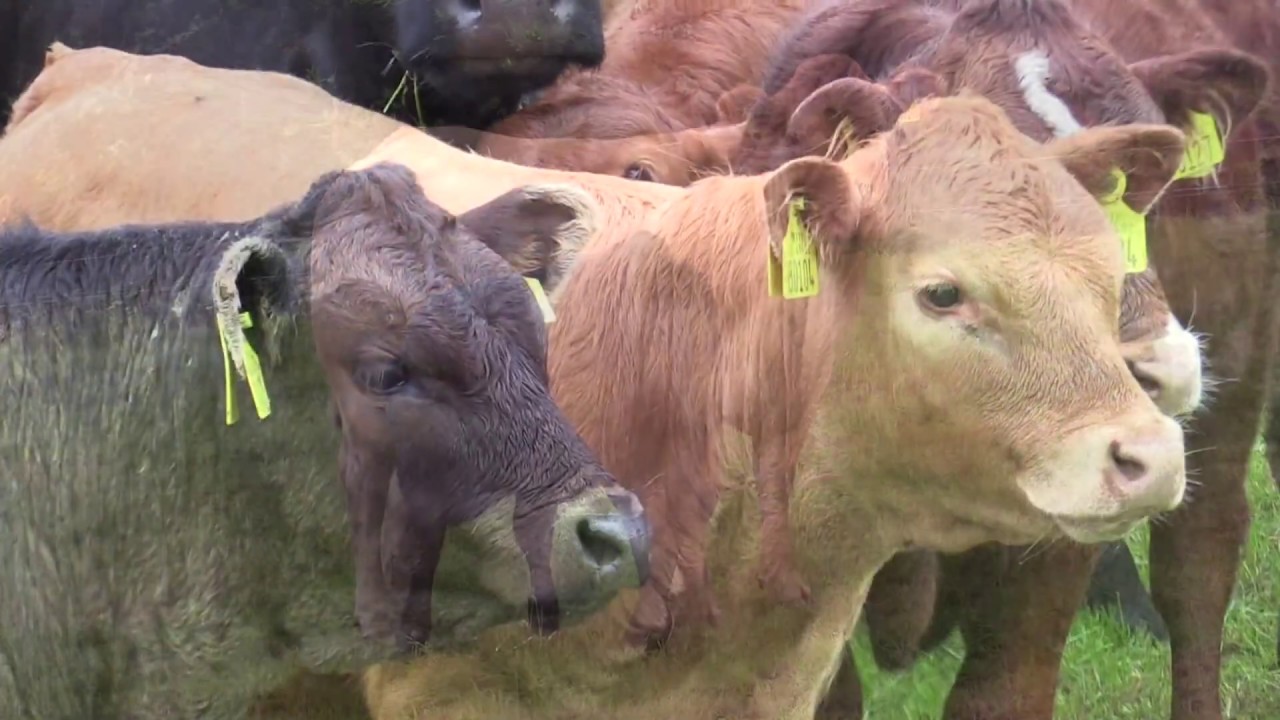 How this beef farmer manages grassland at 3 critical times of the year