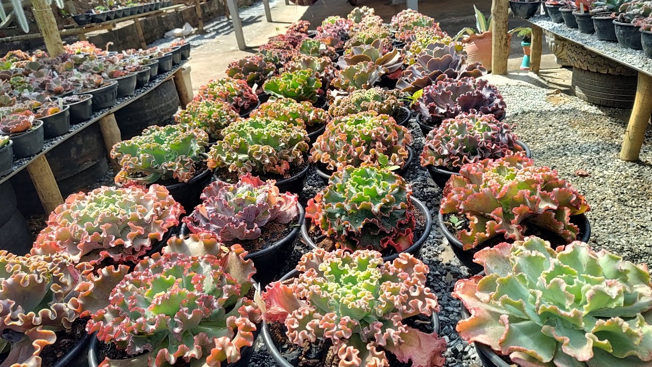 as cores do inverno 😍 40 gibifloras de babados e suas ids
