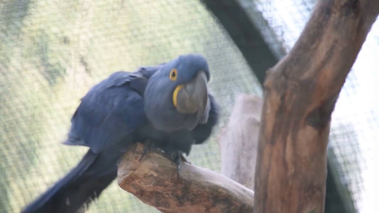 Hyazintharas unterhalten sich Tierpark Berlin 17.9.2016