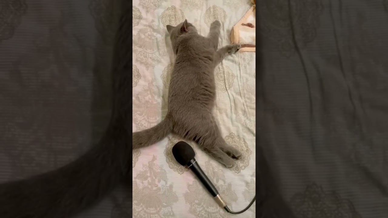Mikrofona Bırt Yapan Kedi