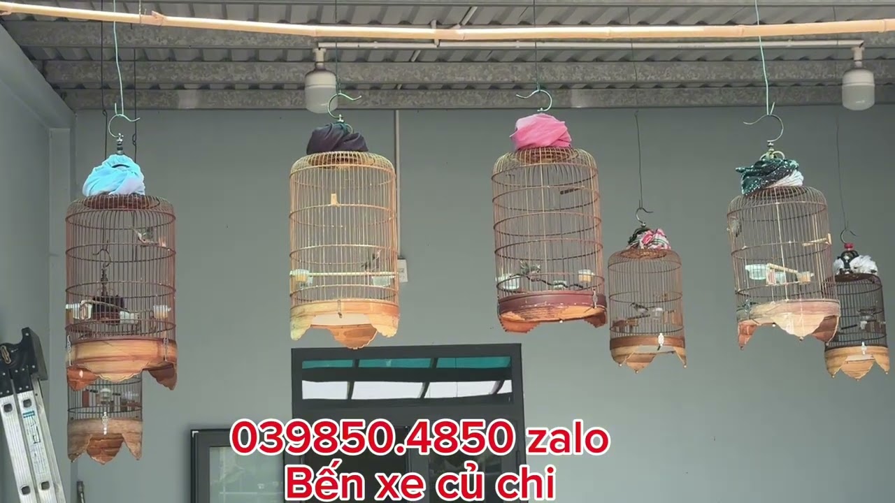 Sâu đầu đỏ hót đấu mừng xuân 