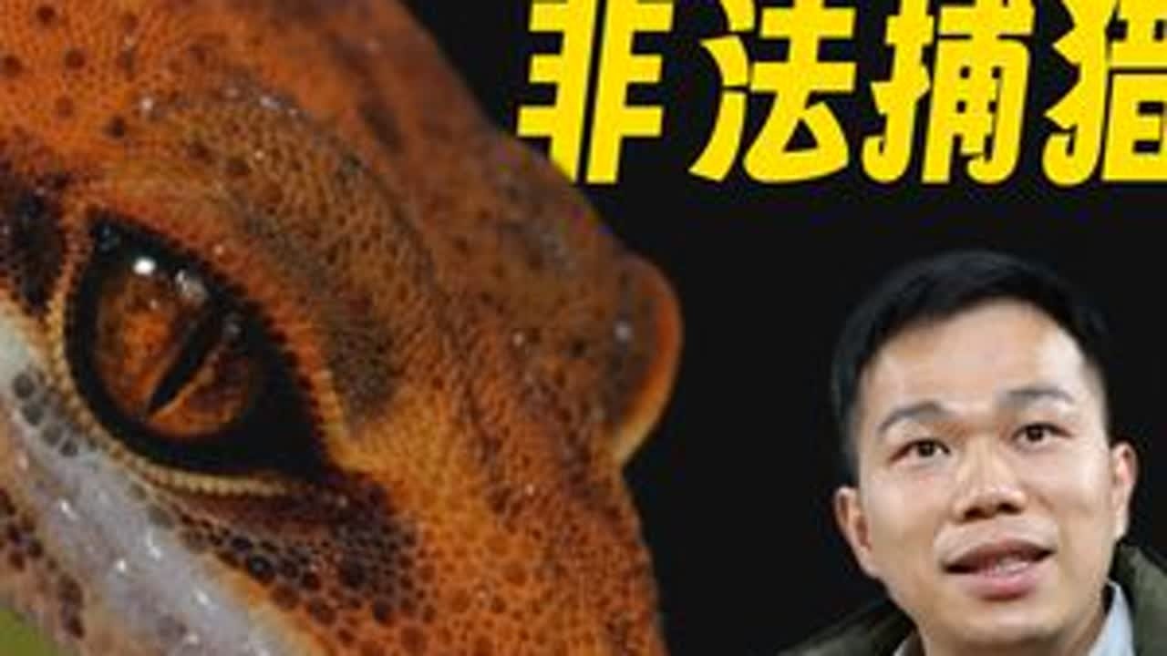 小心！你买的“人工繁育”宠物，可能来自非法捕猎 视频来源于嘉道理的杨剑焕老师在猫盟年会上的分享：华南地区淡水龟鳖的保育和挑战。#野生动物保护 #猫盟年会 #保护大会 #守宫 #爬宠