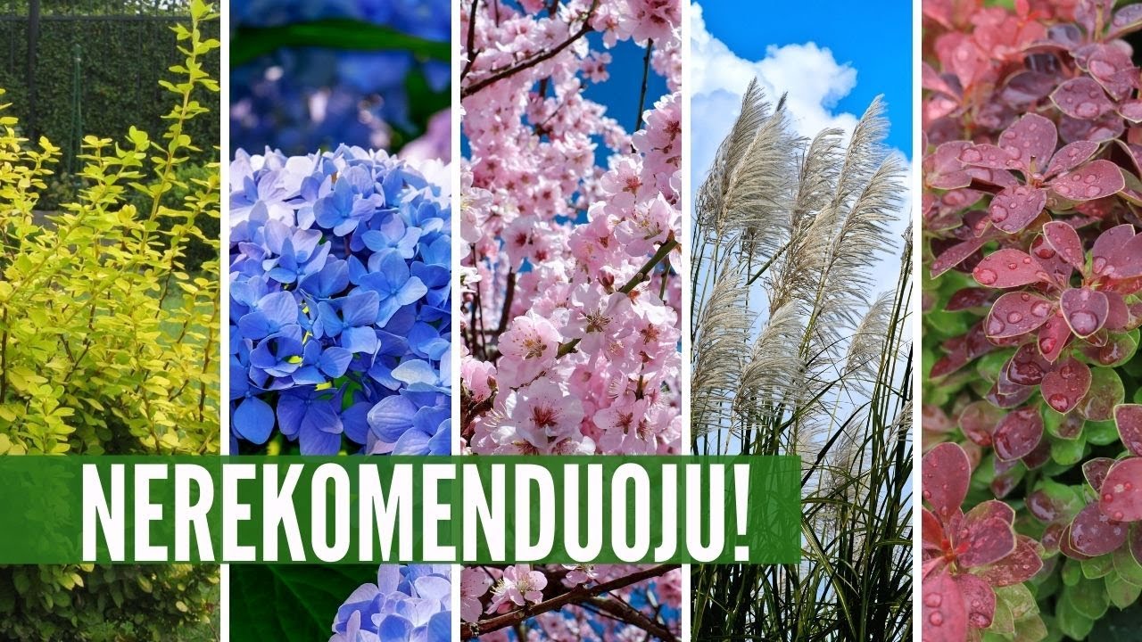 9 pervertinti augalai: labai gerai pagalvokite, ar norite juos auginti