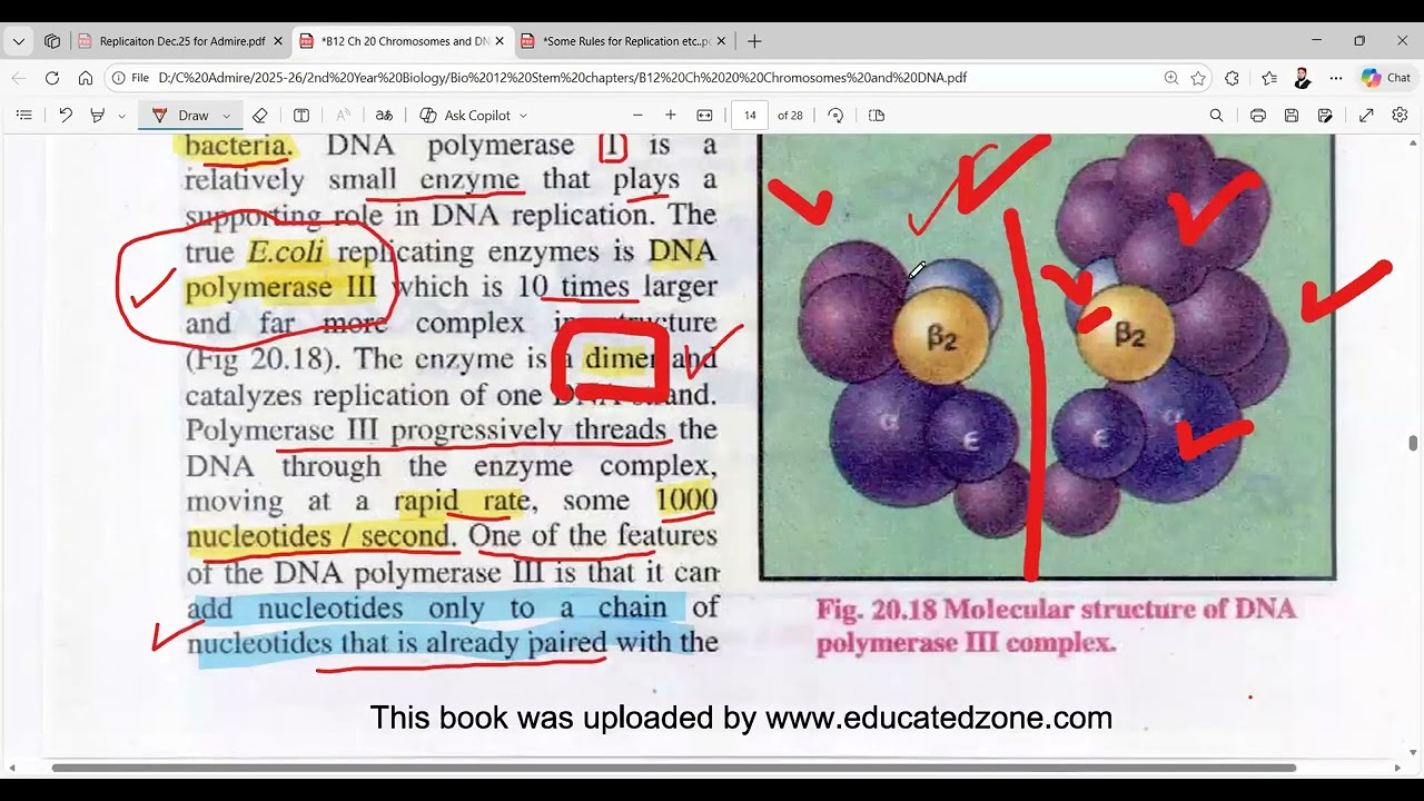 DNA Replication—Semiconservative Model