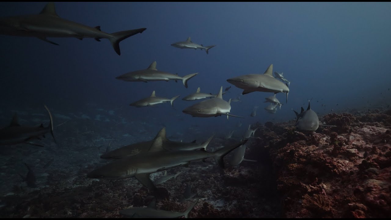 Wall of Sharks, Fakarava South Pass