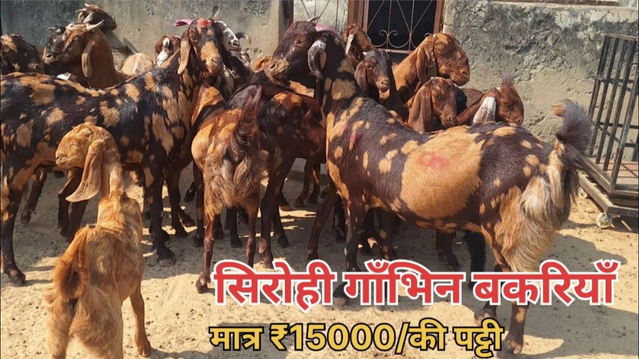 Sirohi pregnant goat’s_At Jitendra goat farm Ajmer Rajasthan 9783619103 (@India'slargestgoatfarming)
