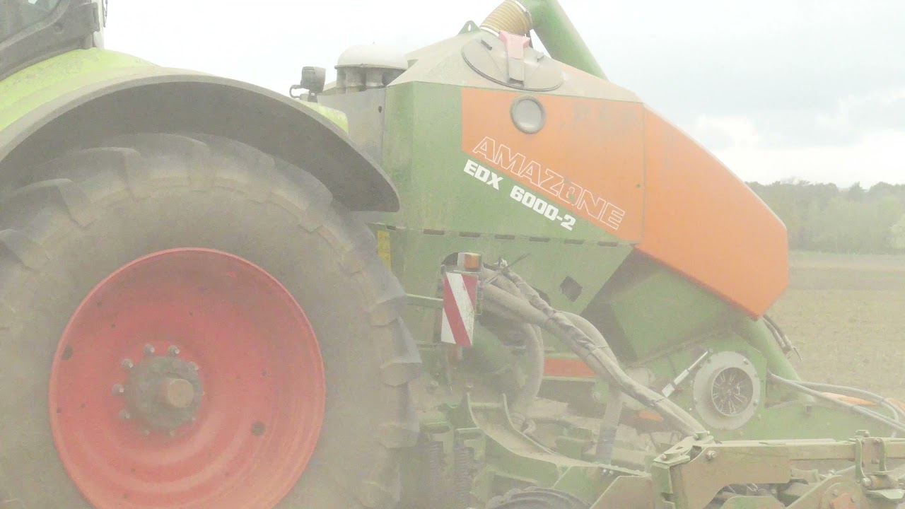 Claas Axion 870 mit Amazone EDX 6000-2 Mais Legen 2021 / Lu Richter-Reckewg  GmbH #GoPro ( 4K )