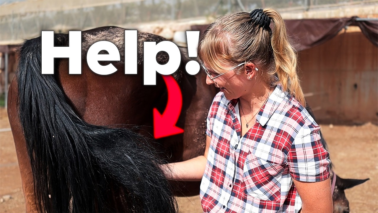 How I Detangle Horse Tails Without Expensive Products