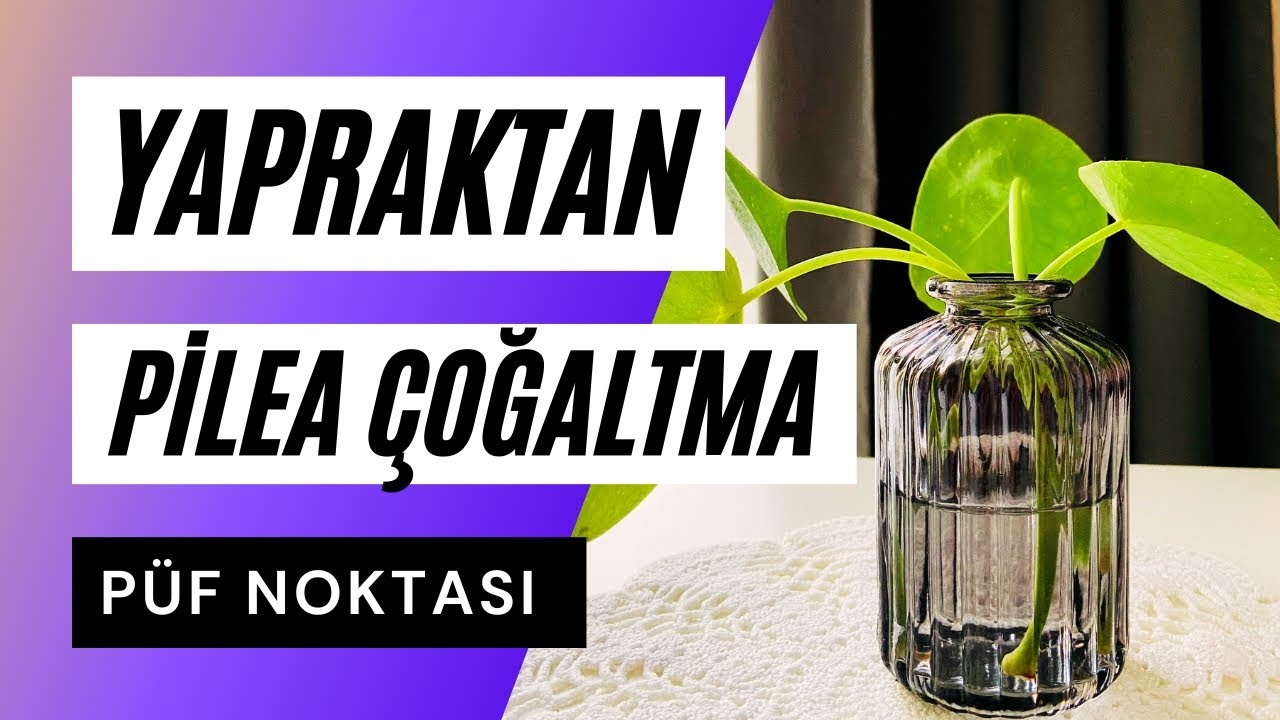 Pilea Yapraktan Çoğaltma İçin Uygun Mu? - Pilea peperomioides Bakımı