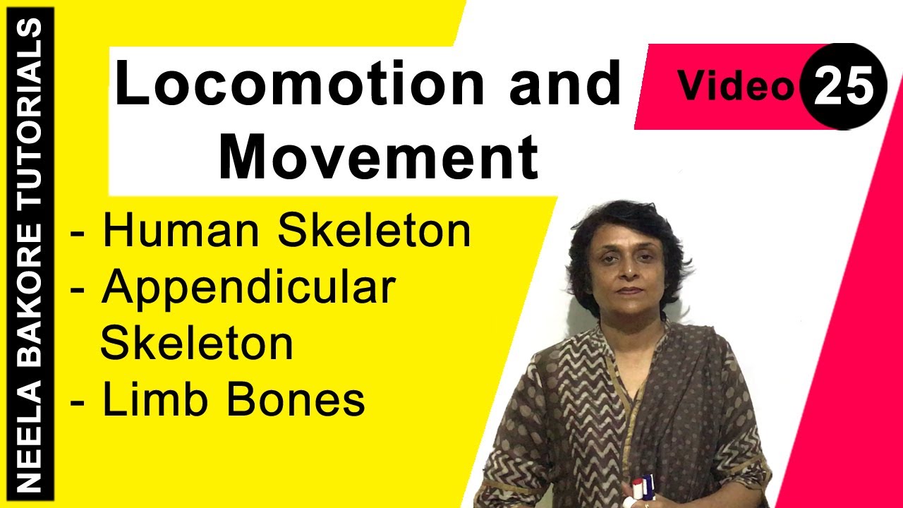 Locomotion and Movement | NEET | Human Skeleton - Appendicular Skeleton - Limb Bones | Neela Bakore