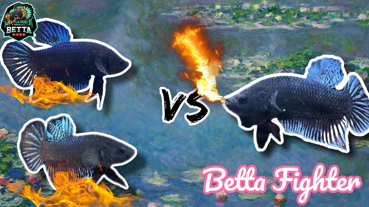 Rare Betta Fish Fighters | Most Colorful Fighting Fish Ever