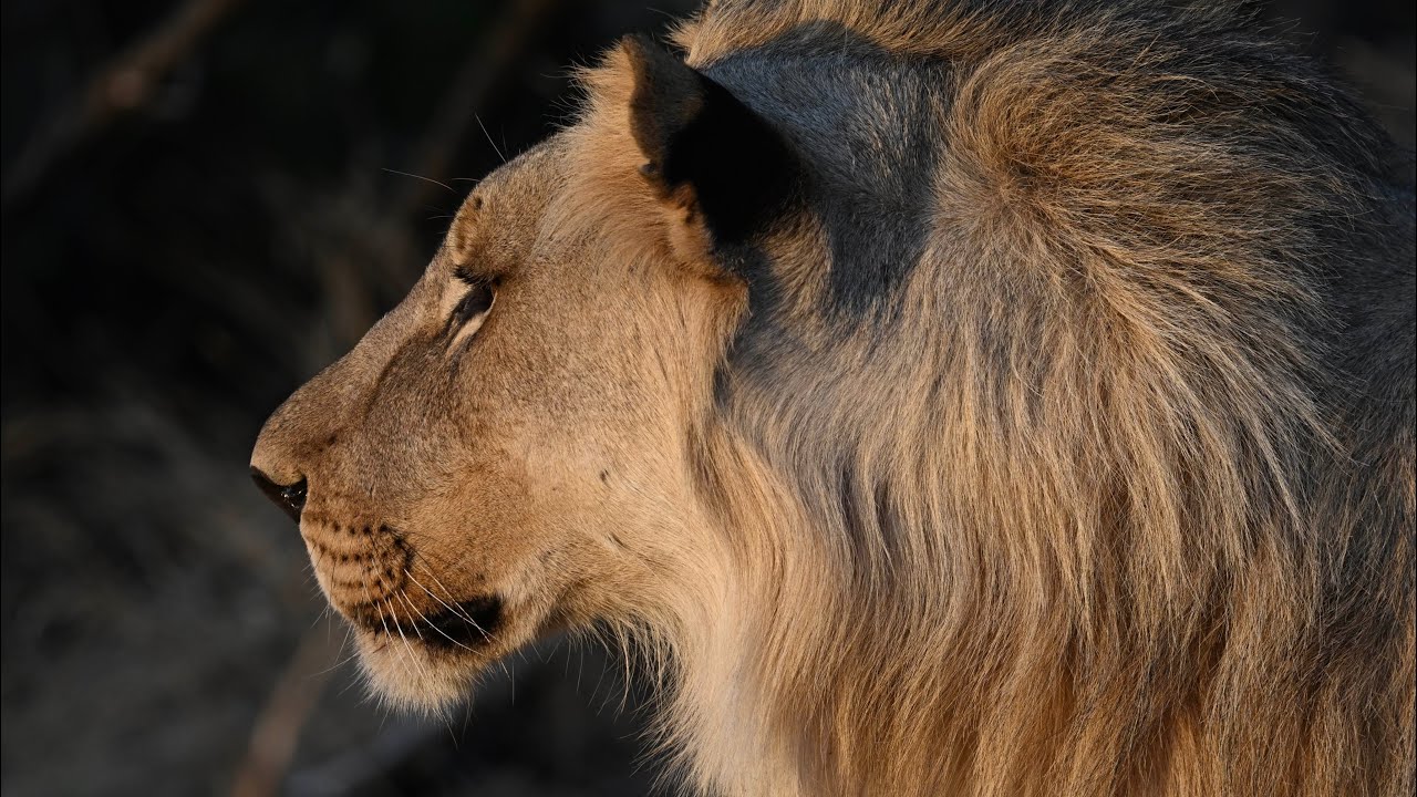 South Africa 2024 — From Sharks to the Big Five
