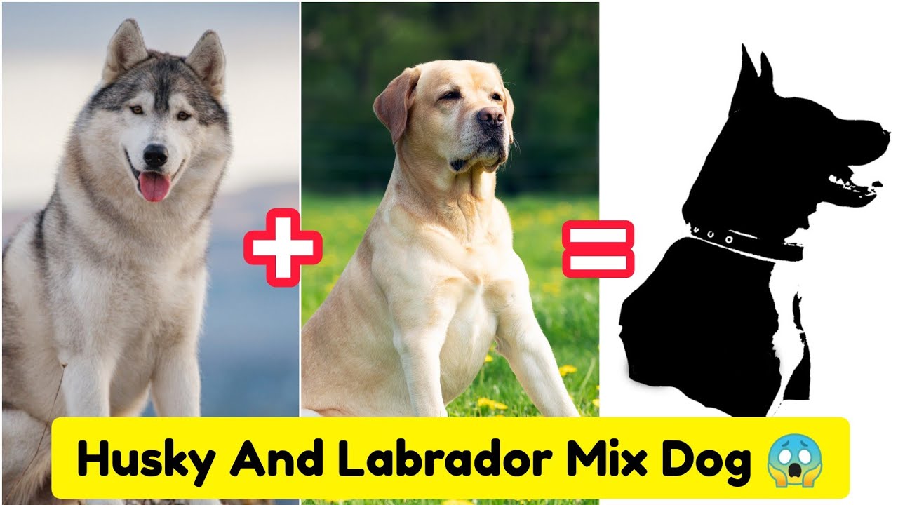 Siberian Husky ❤️ Labrador Mix✨ Breed😱🐶 | #shorts #dogs #Cutedogs #puppies @Dogs Count