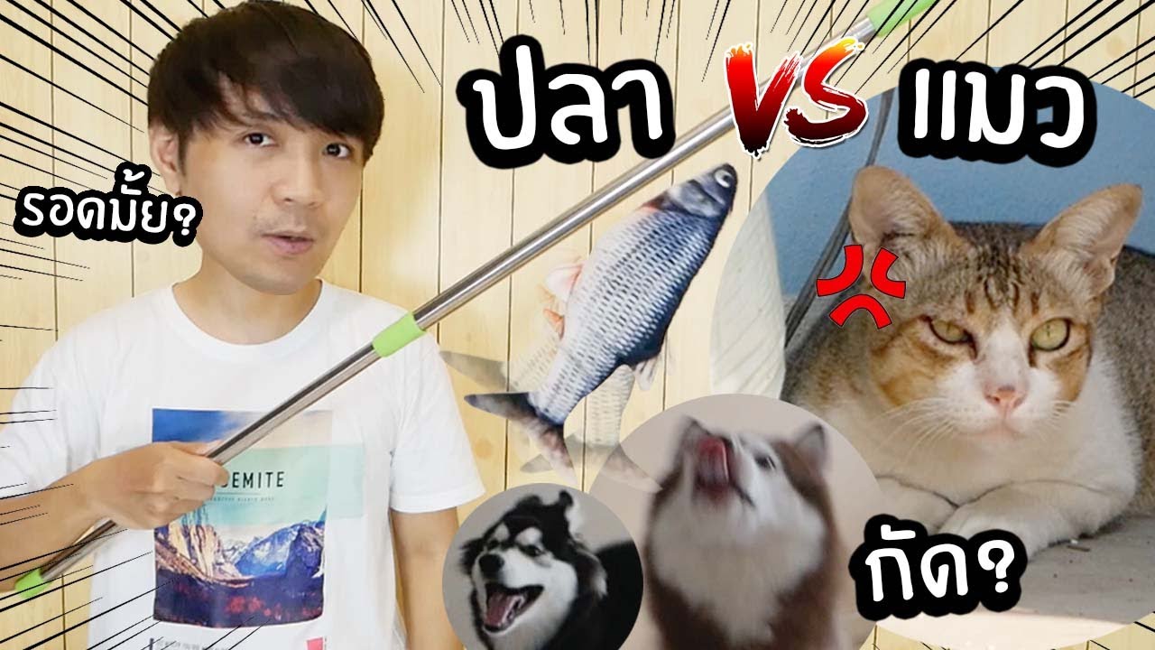 ปลา vs แมวกูซ่า & หมาสติแตก // ปลาดุ๊กดิ๊กจะรอดมั้ย?