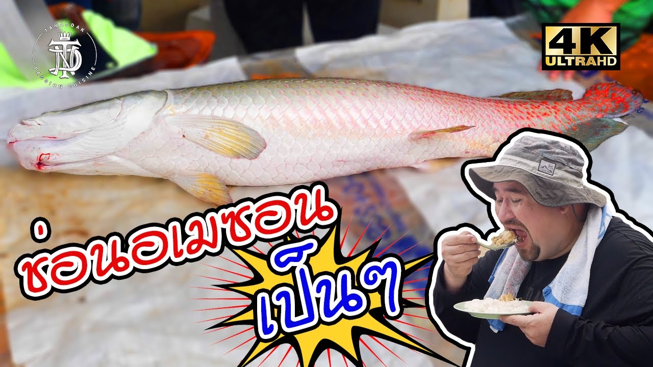 ปลาช่อนอเมซอนยักษ์ เป็นๆ | live Arapaima