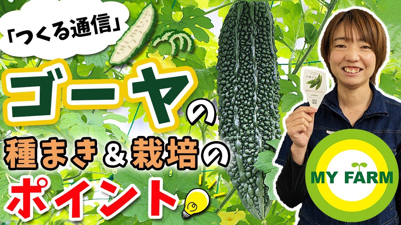 ゴーヤの育て方を徹底解説！種まきから栽培中の管理・収穫まで【つくる通信】